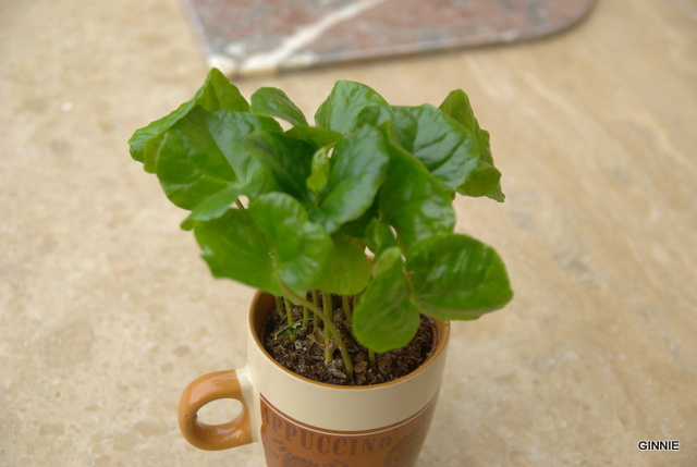 Le caféier  (Coffea arabica)-comme plante d'intérieur  Le caféier Imgp5134