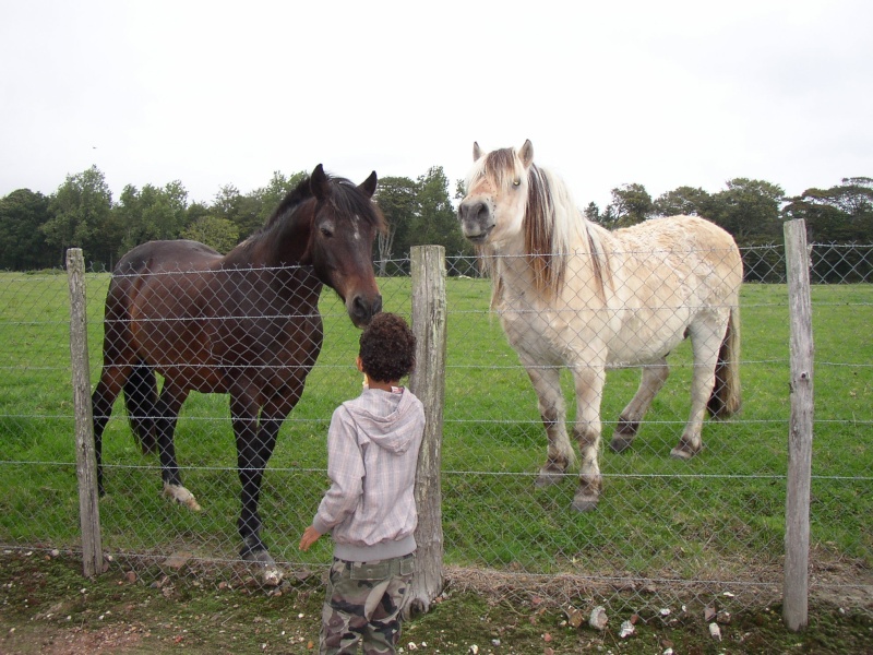 2 poneys pour balades enfants - Pas de Calais (Placs) Scotty11