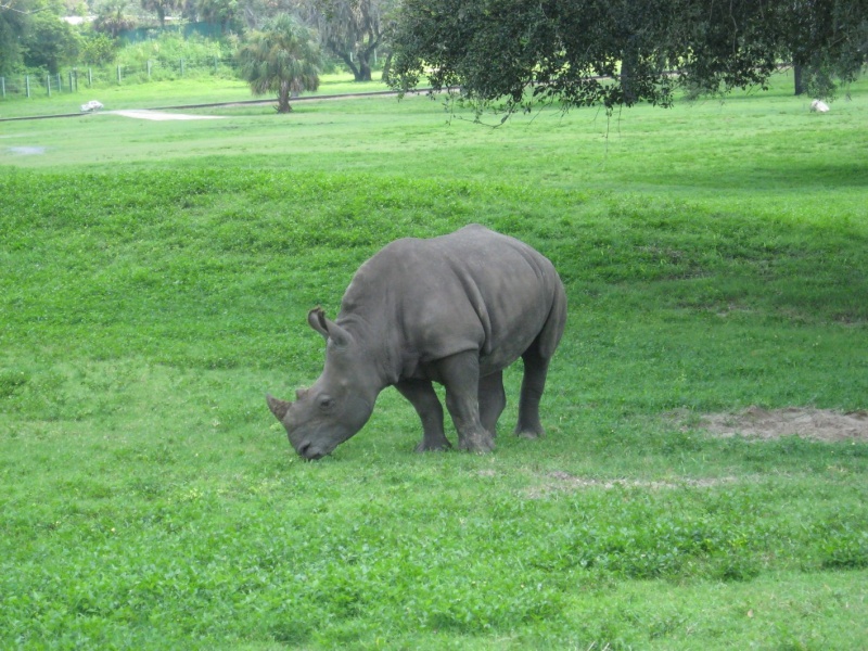 4 semaines floridiennes ... de folie(s)!! Ca c'était en 2008...  2016 c'est Le retour !  - Page 5 Rhino210