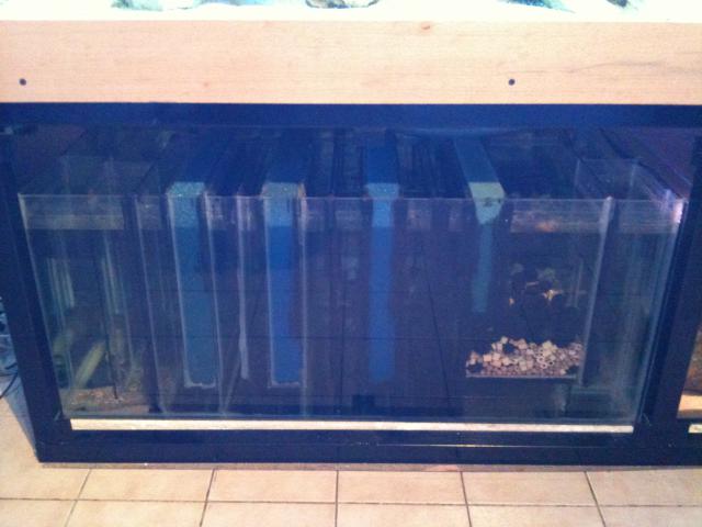 projet aquarium 1500 litres environ (besoin de votre aide!) 47496410