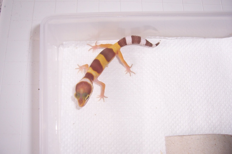 Naissance de geckos. Photo_14