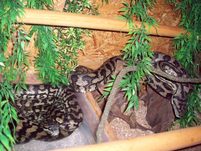 Morelia Spilota Variegata 100_2529