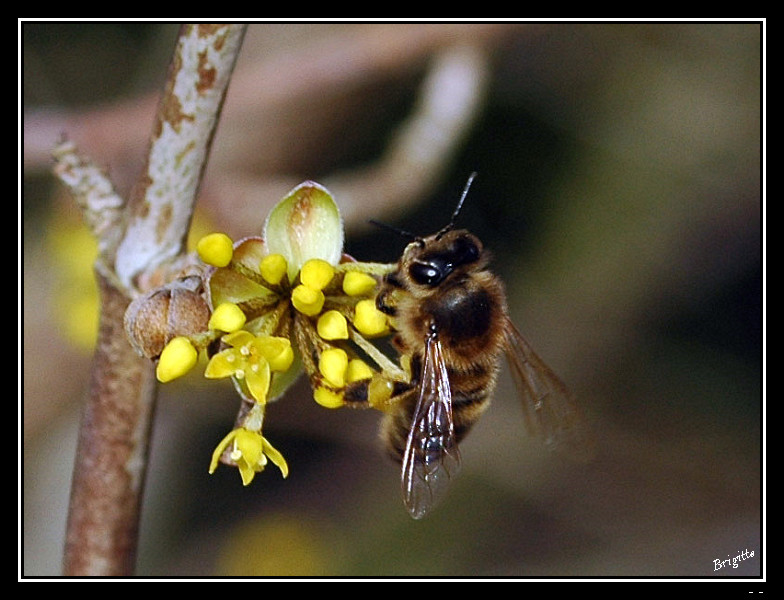 Proxi (mixte faune/flore) 3-bord10