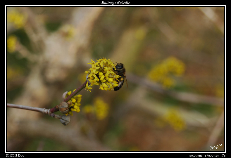 Proxi (mixte faune/flore) Macro_11