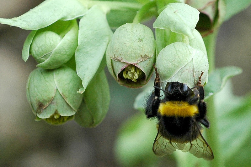 une abeille du sud Bourdo10