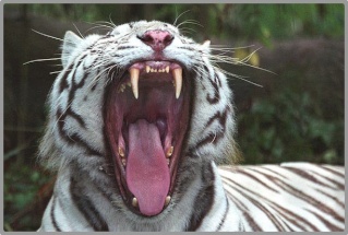 LE TIGRE BLANC Tigre210
