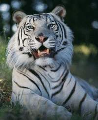 LE TIGRE BLANC Tigre_12