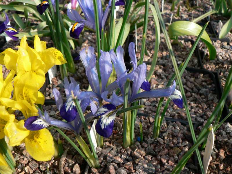 iris réticulés 2008 Iris_b10