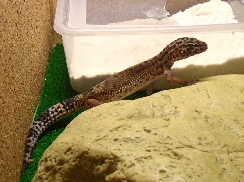 [S] enfin les photos de mes reptiles P1010134