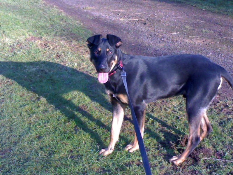 APOLLON croisé beauceron 9 mois Photo310