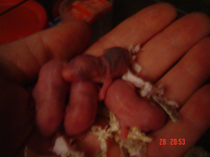 naissances de petites crevettes Dsc02911