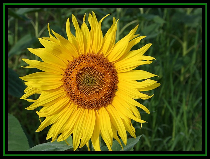 Un tournesol Fleur_11