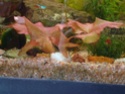 Evolution d'un mini aquarium Nenuph10