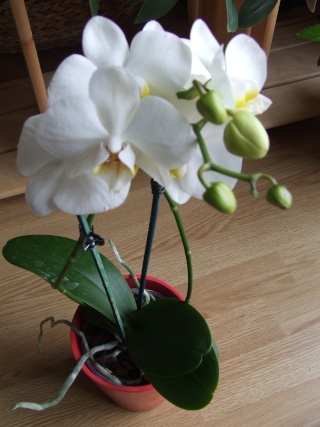 phalaenopsis blanc 000510