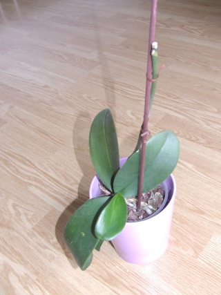 phalaenopsis blanc 001410