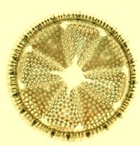 ORB, SFERE DI LUCE Diatom10