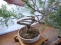 Juniperus (x?) Sa550914