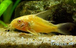 Corydoras melanotaenia 01_c_p11