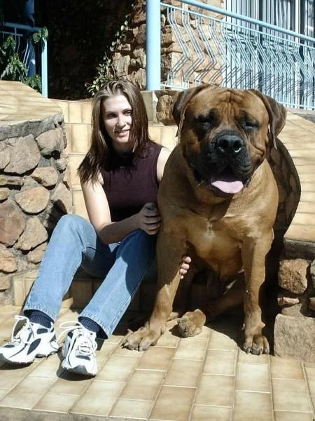 Le plus gros chien au monde! Gros_m10