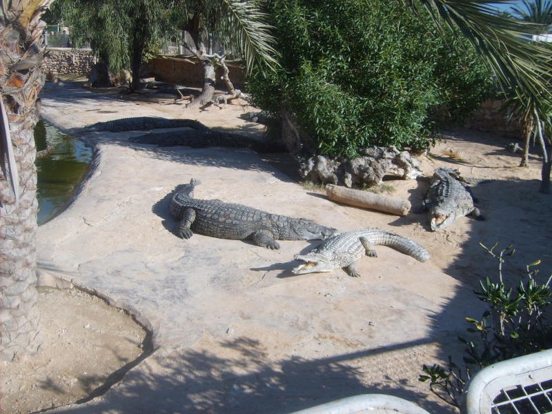 Visite au Parc des crocodiles à Jerba S5000213