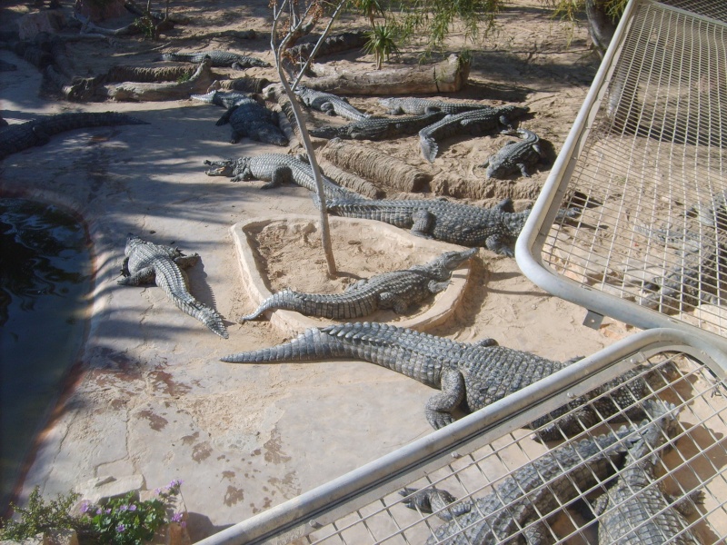 Visite au Parc des crocodiles à Jerba S5000215