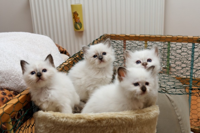 Les premiers bébés des Bords de l'Incaougji sont nés... - Page 5 Chaton10