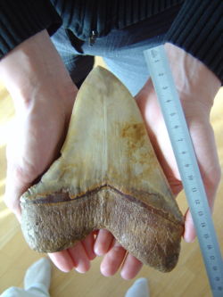 Le mégalodon 250px-13