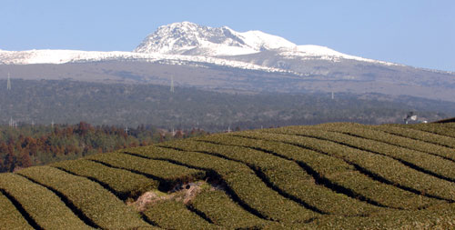 Mount Halla: Koreas Tallest Mountain 20082110