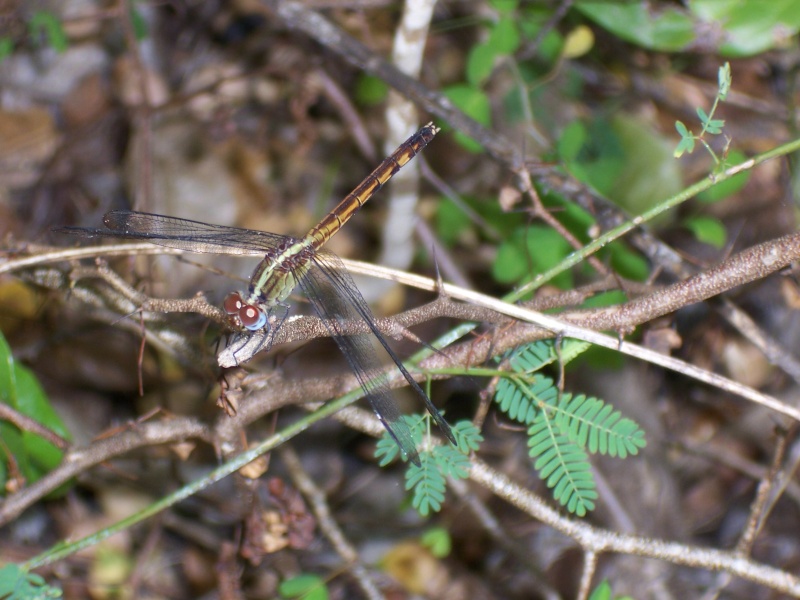 Libellules de la Martinique 100_6012