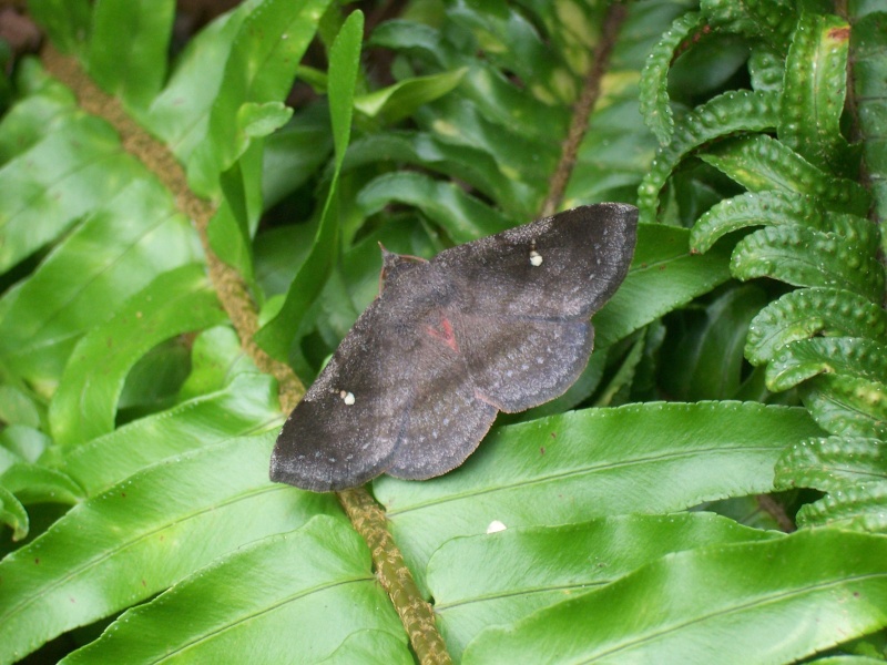 Papillons de la Martinique Azeta_10