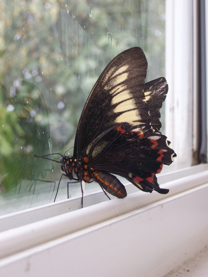 Papillons de la Martinique Battus10