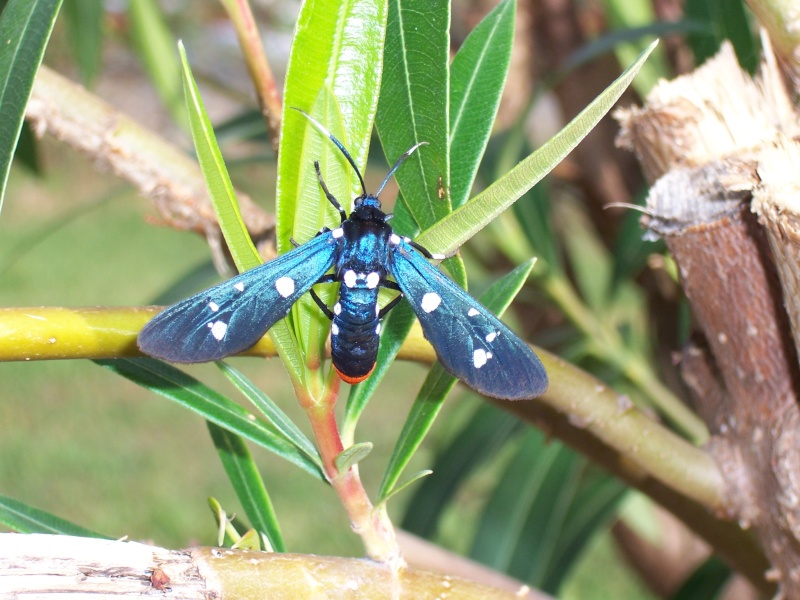 Papillons de la Martinique Syntom10