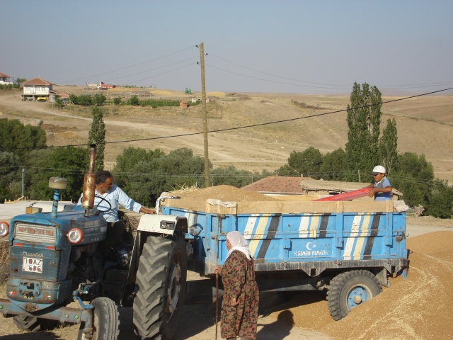 ifti Dostu Ekin biim zamannda Kelami UZUN Bier Dverle tarlada grnm... Dsc08915