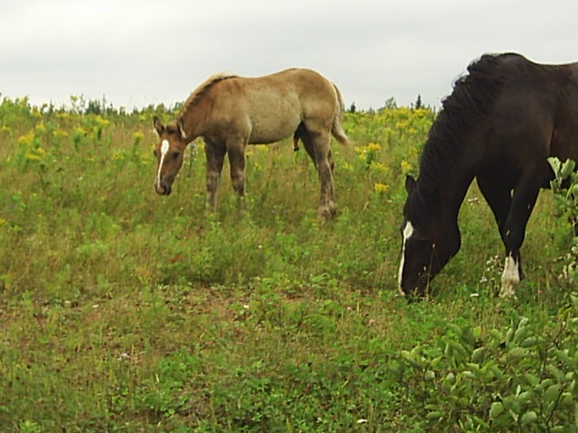 cest t il vraiment un poney orignal ??? Photo_10