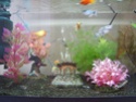 Some pics of my fish Dwarfa10