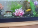Some pics of my fish Rummys10