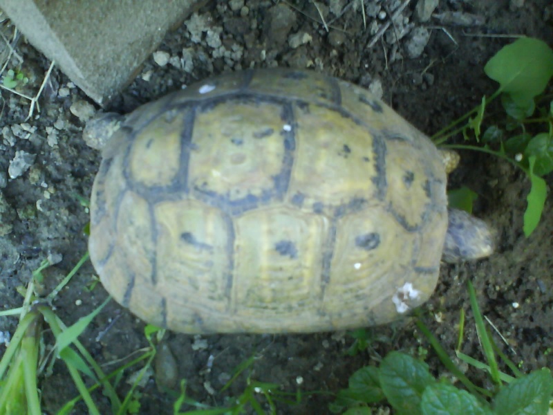 Identification de deux tortues Dsc00010