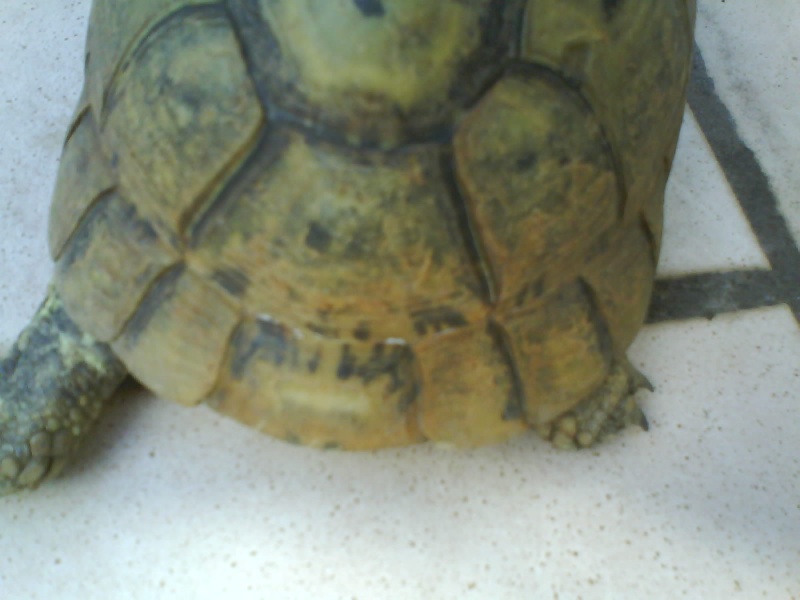 Identification de deux tortues Dsc00011