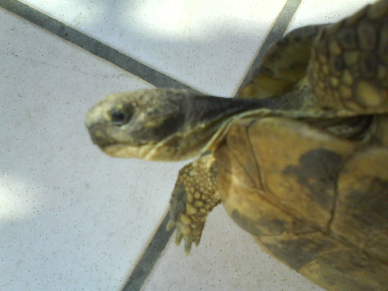 Identification de deux tortues Dsc00013