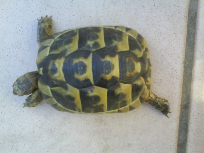 Identification de deux tortues Dsc00014
