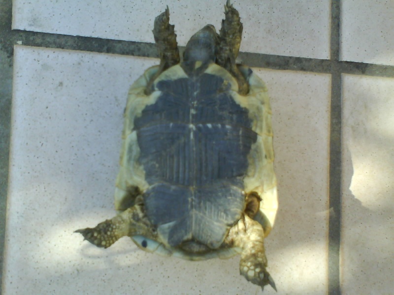 Identification de deux tortues Dsc00015
