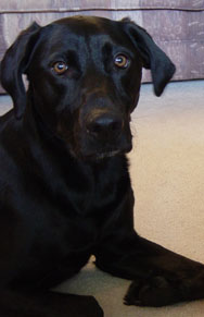 Need a home for an awesome Black Lab in West MI Mogan_12