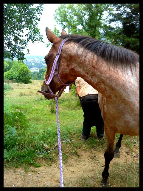 Un été 2010 qui s'annonce parfait (nouvelles d'Août) Dsc01316