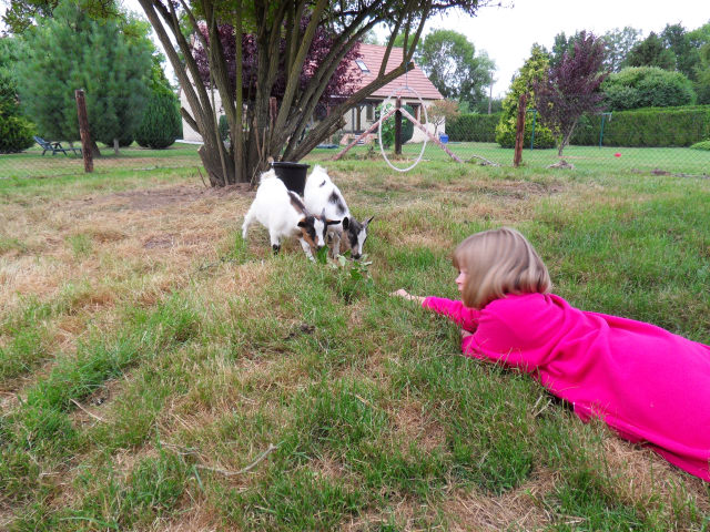 New family members Goats112