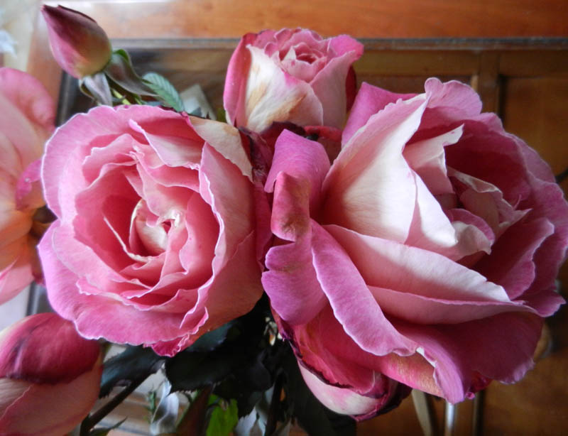 De bien belles roses .... 2012-120