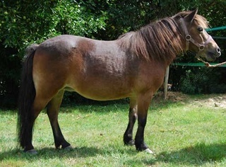 Caramiel 19 ans adoptée à Mr et Mme D le 08/04 Carami11