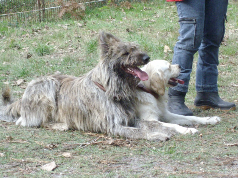 L' accueil du chiot 2008_030