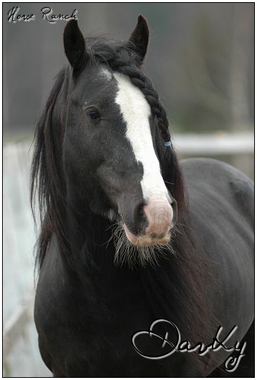 Darky -  [ Etalon - Irish Cob ] Darky210