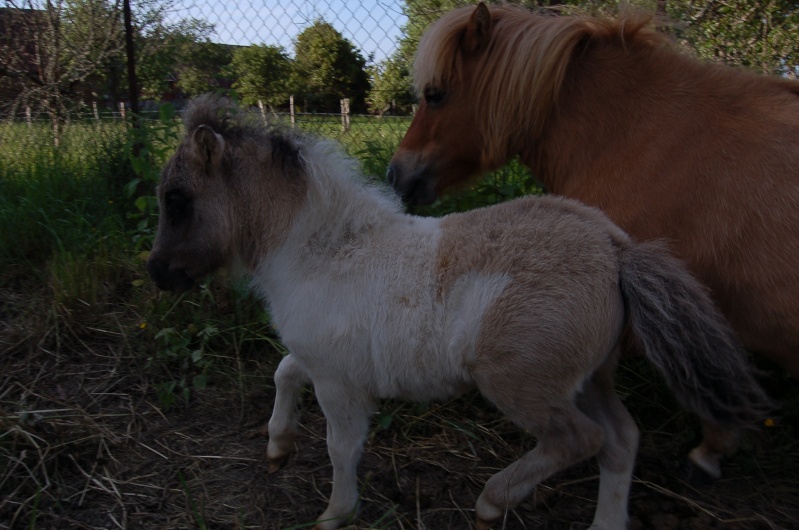 recherche nombreux chevaux et poneys!!  Dsc_0210