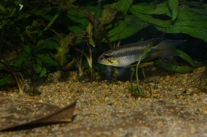 APISTOGRAMMA UAUPESI RIO SAO GABRIEL Imgp5817